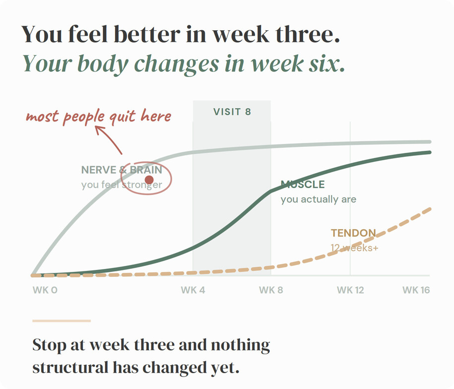 Chart: nerve and brain adapt in weeks 1 to 4, muscle changes in weeks 5 to 8, tendon needs 12 weeks or more